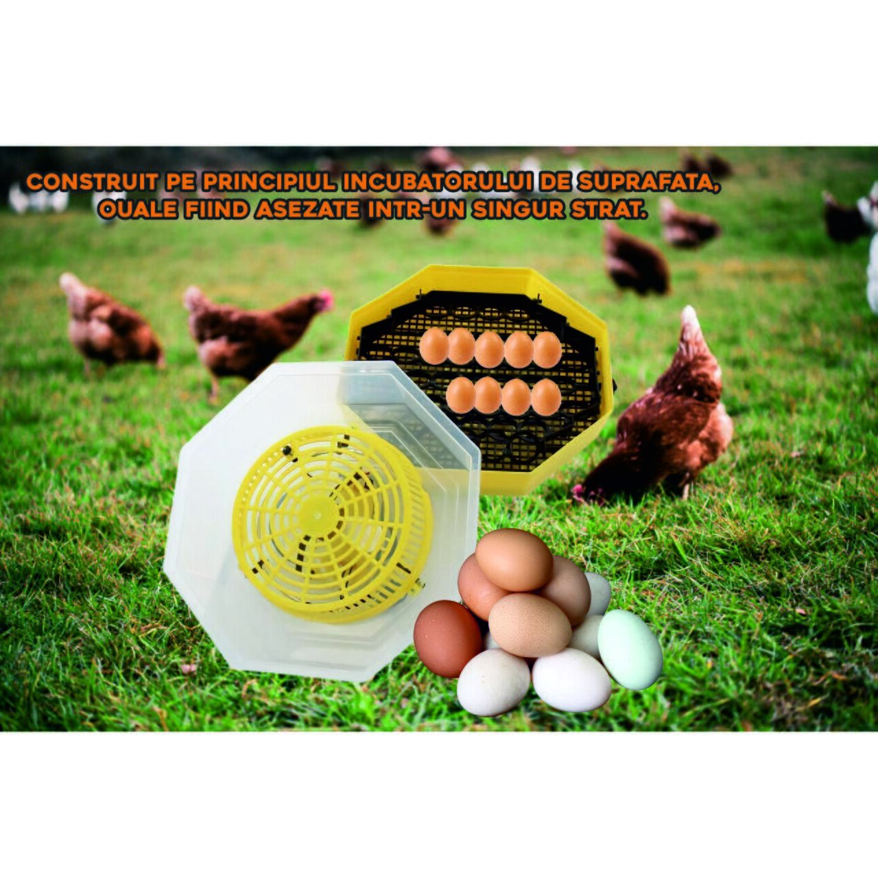 Incubator electric oua (clocitoare) cu dispozitiv de intoarcere si termometru Cleo 5DT, 230 V, 41 oua capacitate, 38°C temperatura incubare