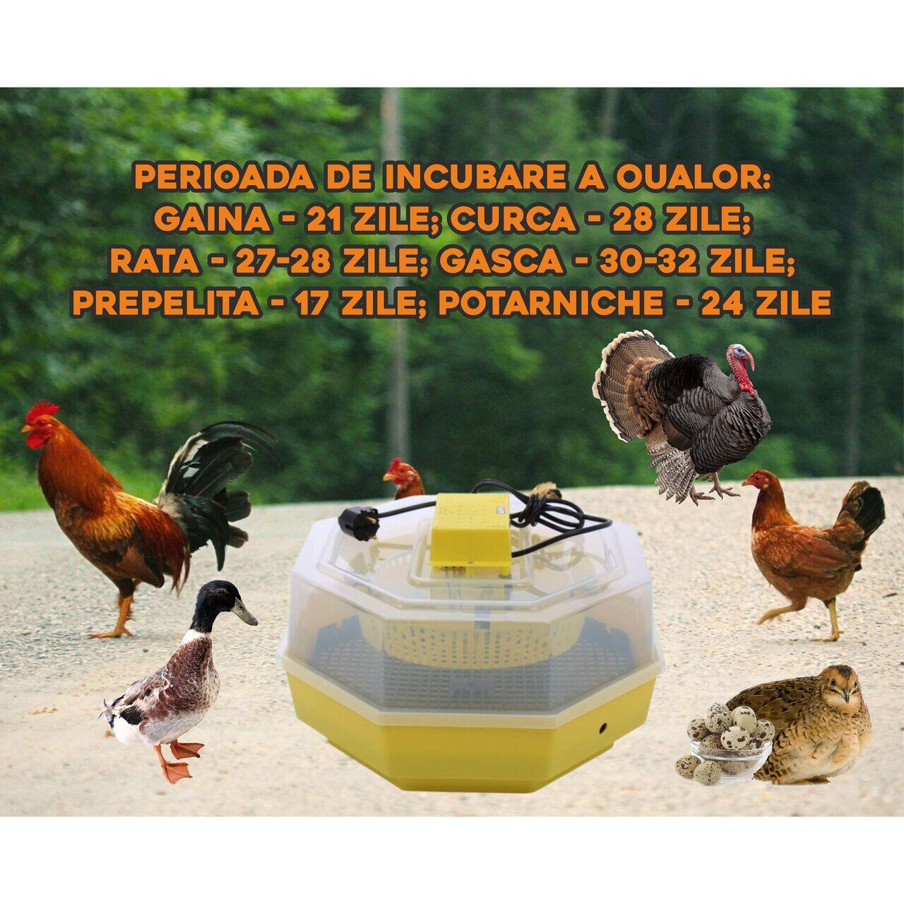 Incubator electric oua (clocitoare) cu dispozitiv de intoarcere si termometru Cleo 5DT, 230 V, 41 oua capacitate, 38°C temperatura incubare